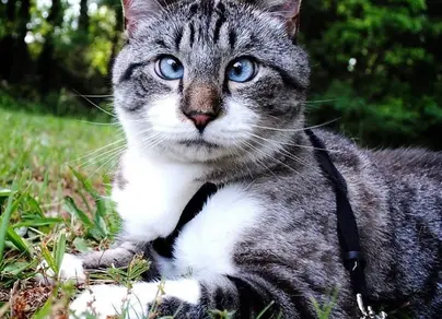 Кот с косыми глазами фото