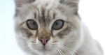Кот с косыми глазами фото