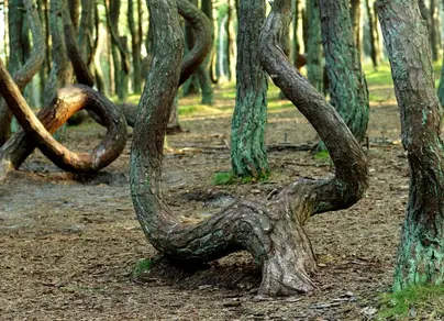 Танцующий лес на куршской косе фото